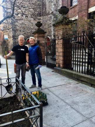 On March 17, Mark Davies (left), owner of Higher Ground Horticulture, and colleague Tim Ousey did a makeover on a tree pit in front of St. Peter's Church.