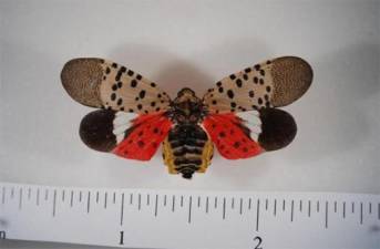 Adult Spotted Lanternfly. Photo courtesy of Battery Park City Authority