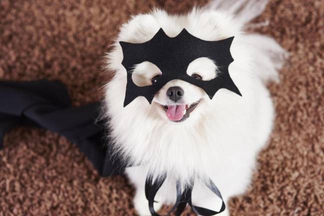 Happy dog in superhero costume. Photo: Anna Bizon
