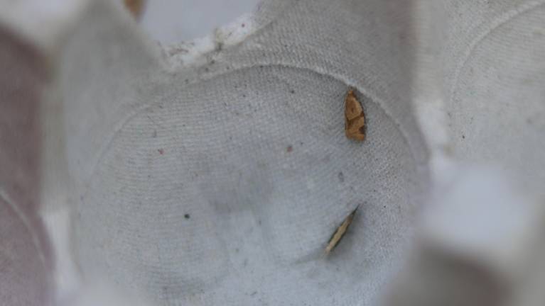 Small moths cling to egg cartons at the Battery Park City Authority’s moth trapping reveal.