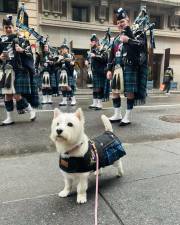 A proud West Highland Terrier, a.k.a. Westie, at the Tartan Day Parade, April 5.