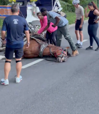 A carriage horse named Deniz collapsed and died in Central Park on June 9, leading to renewed calls to ban the carriage trade in New York City entirely.