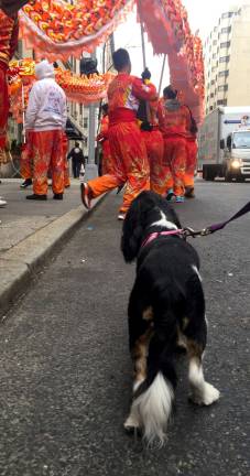 Dogs (and their owners) watched as the dragon dancers performed outside each participating retailer. Photo: Carson Kessler