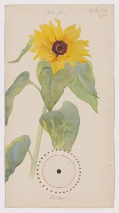 5. Hilma af Klint. “Common Sunflower” from the portfolio <i>Nature Studies</i>. Watercolor, pencil, ink, and metallic paint on paper. MoMA, Gift of Jack Shear, 2022.