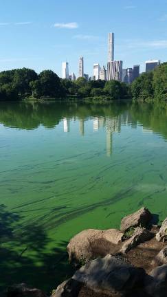 The Lake at Central Park with Manhattan skyline and a Harmful Algae Bloom, or HAB, in the foreground Photo: NYS Dept. of Environmental Conservation