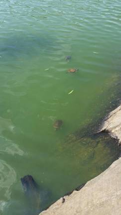 It's not easy to see the red-eared slider turtles -- they're partially concealed by vast algae blooms -- but they still reside parallel to West 80th Street in the Turtle Pond. Photo: NYS Dept. of Environmental Conservation