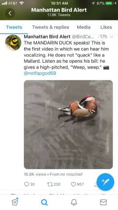 Screenshot of Mandarin Duck news with video from @notfapgod69, via Manhattan Bird Alert.