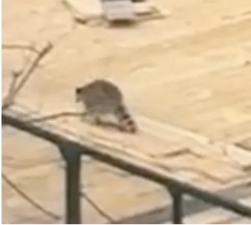 A resident captured a video that shows a raccoon atop scaffolding at 505 E. 79th St. and posted that the raccoon was “rabid,” prompting the NYPD to respond.