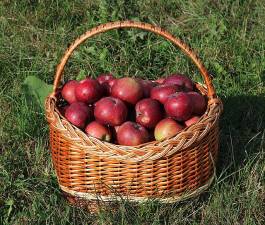 Apples are good for you!