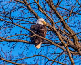 The bald eagle in Riverside Park.