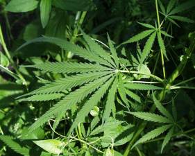 A cannabis plant. After a group of veterans settled a lawsuit with NY’s Cannabis Control Board, a conditional licensing period will resume. Many paused retail dispensaries can now open their doors, including some in Manhattan.