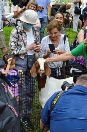 Crowds gathered to watch (and photograph) the goats at Riverside Park. Photo: Abigail Gruskin