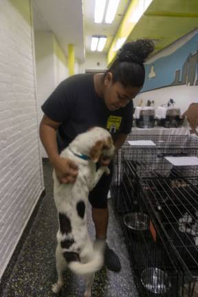 Raquel Johnson rewards Dokey with a treat. Johnson takes care of the dogs that stay in the center. Other dogs from Puerto Rico are in foster homes. Photo: Sophie Herbut