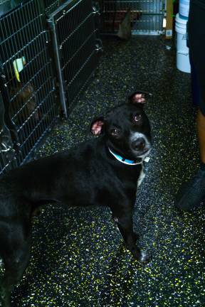 Huey is one of the dogs sent by a private donor from Humacao, Puerto Rico. Photo: Sophie Herbut