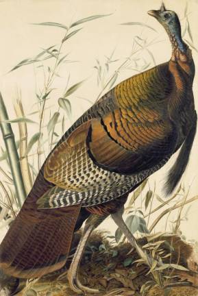 A piece in the New-York Historical Society’s John James Audubon collection.