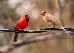 The northern cardinal is a rarity in that both the male and female can sign. They are known for a variety of whistles and trills.