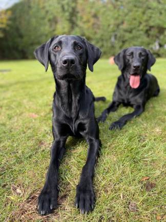 Lola (left) and Daisy. Photo courtesy of Lise Evans, and Kris and Nikolas Powers