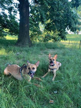 Toki and Phoenix hang out in the park.