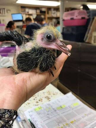The Wild Bird Fund nurses birds back to health with the goal of releasing them back into the wild