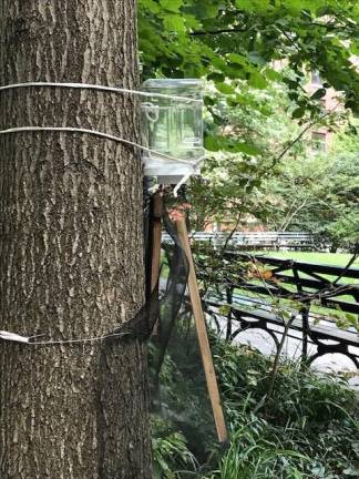 Spotted Lanternfly trap. Photo courtesy of Battery Park City Authority