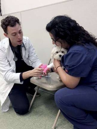 Dr. Daniel Smith offers canine bandaging advice. Photo courtesy of Canine Retreat by AKC