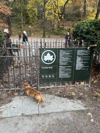 The 105th Street Dog Run on the lower level of Riverside Park has ample space for dogs to run and play. Photo: Kay Bontempo