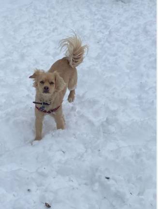 Even if lower grades of school kids were still expected to do remote learning, it was a pure snow day for this happy pooch in Carl Surz Park on the upper East side.