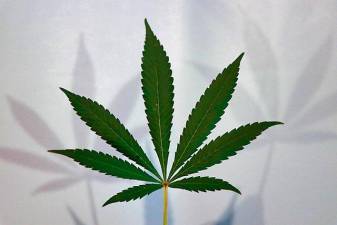 The leaf of a marijuana plant. Photo: Elsa Olofsson/Wikimedia Commons/ <a rel=nofollow href=https://cbdoracle.com/>https://cbdoracle.com/</a>