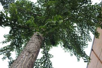 Chelsea tree canopy. Photo: Zoey Lyttle