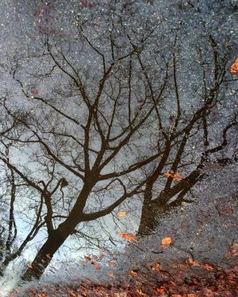 In Central Park, reflection in a puddle on a path between Sheep Meadow and the skating rink, just south of the 65th Street transverse