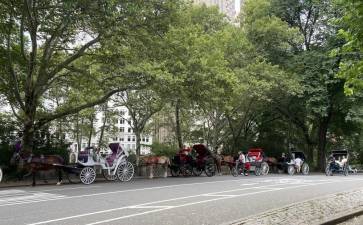 Central Park’s horse-drawn carriages. Photo: Sofia Cipriano