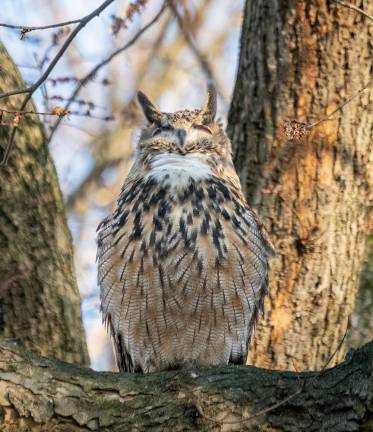 Flaco, a Eurasian eagle-owl, spent most of his time in Central Park after escaping from his enclosure in its zoo in February.