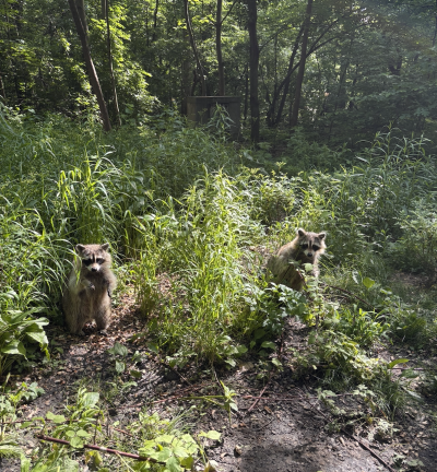 Raccoons emerge from the bushes as Israel Ortiz prepares to feed them.
