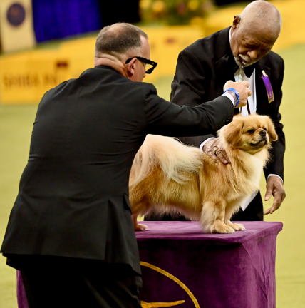A dog wins an award at Westminster Dog show, which was celebrating the 150th annual show.
