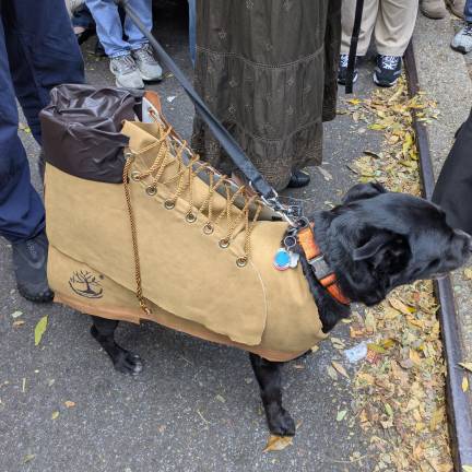 Timberland boot dog at the 2025 Tompkins Square Dog Halloween Parade on Oct. 19.