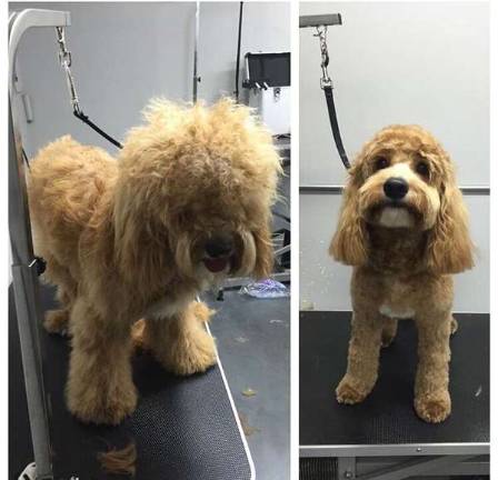 Bark Avenue Grooming offers haircuts and dog sitting