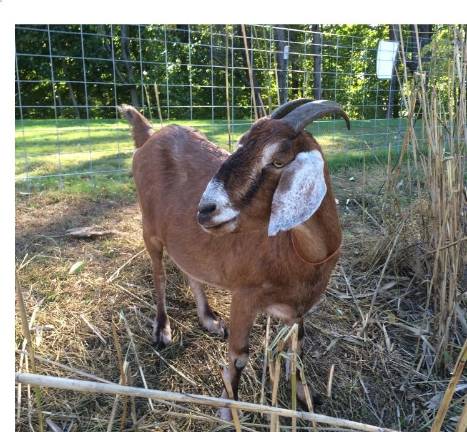 Specks is a four-year-old male goat who will be helping out in Riverside Park. Photo: Larry Cihanek, courtesy of Green Goats in Rhinebeck