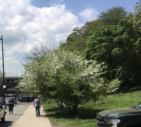 Walking along Dyckman Street in Upper Manhattan, the Hudson River is ahead of you; a few steps off to the right is Fort Tryon Park and then, a bit farther uptown, Inwood Hill Park, with the last remaining forest lands in Manhattan and high ground above the Hudson.