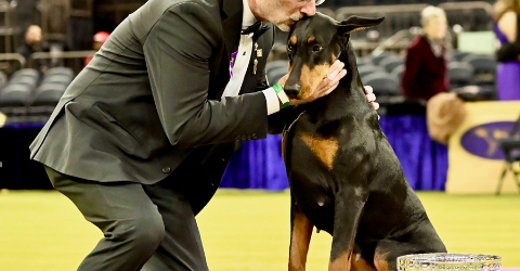 Where New York Takes the Leash: Westminster at 150