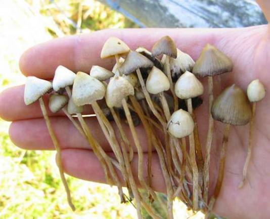 Psilocybe semilanceata, aka magic mushrooms and liberty caps. Researchers at New York University would like to explore the ability of psilocybin to treat alcoholism. Photo: Patrick Ullrich, via Wikimedia Commons