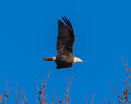 The eagle in flight.