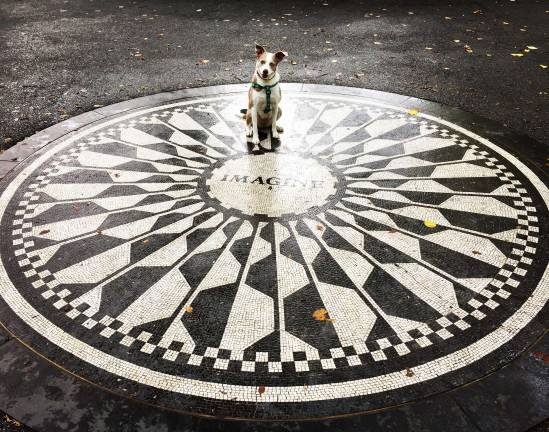 Tequila occupies the "Imagine" mosaic in the middle of Strawberry Fields. Courtesy of the the Central Park Conservancy