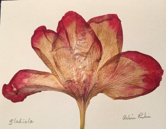 Pressed gladiola. Photo courtesy of Dr. Arline Rubin