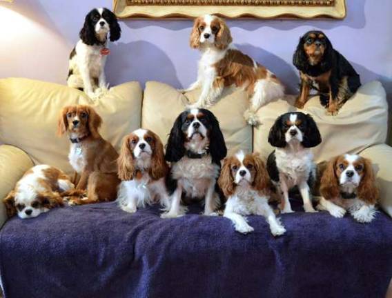On the East Side, 75th &amp; Paws is a cageless daycare for small dogs