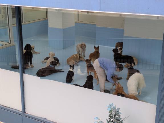 Biscuits &amp; Bath at 1525 First Ave.