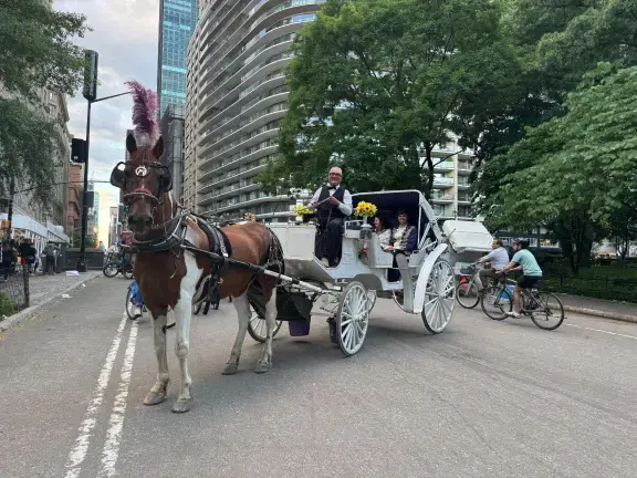 The Transport Workers Union says that Deniz, a horse who dramatically collapsed and died in Central Park earlier this month, was killed by a toxic plant—and not animal abuse, as some charge.