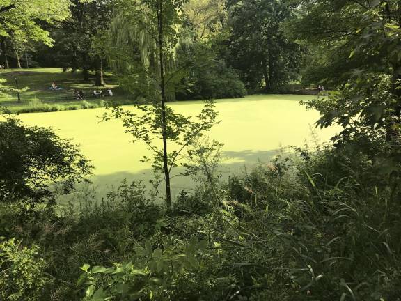 The Pool at West 101st Street as photographed by Straus News on Aug. 9 -- and entirely coated by an algae bloom. Photo: Douglas Feiden