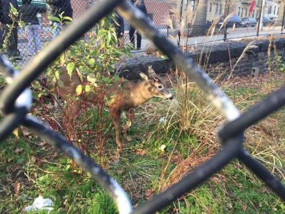 Lefty the deer in in Jackie Robinson Park earlier this month. Photo: Ralph A. Gilmore, @Orangemoonwerks, via Harlem World Magazine