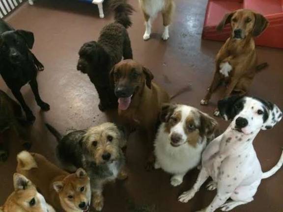 At D is for Doggy on Sixth Avenue, owners can check on their pups via webcam