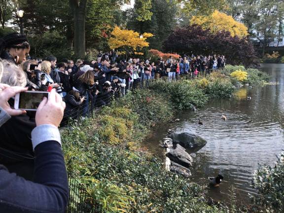 Saturday scene in Central Park. Photo: Beth Ann Day